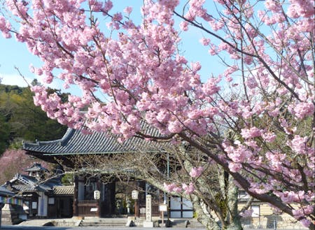 春の石山寺