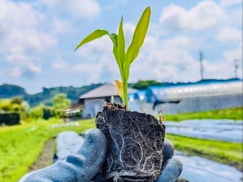 強くておいしい「ゴールドラッシュ」という品種を育苗して、