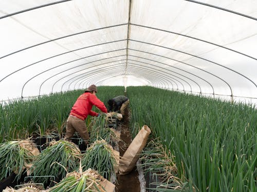 軟白ねぎはハウスで育て、冬に収穫します。