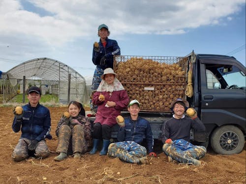 冬は農業でジャガイモ収穫