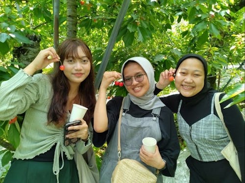 さくらんぼ食べ放題ツアー