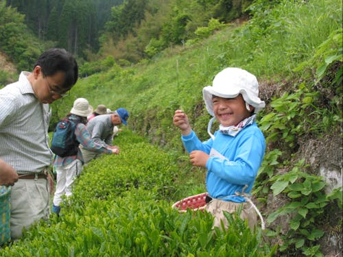 エコツアーでのお茶摘み