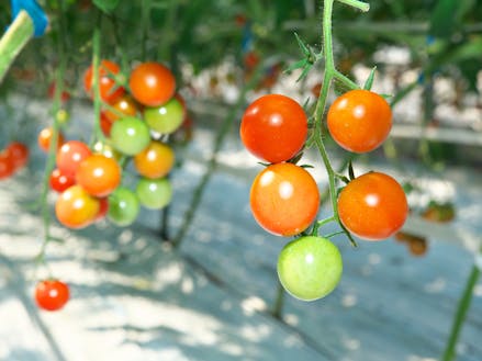甲良町でミニトマト栽培に取り組まれている方を訪問します