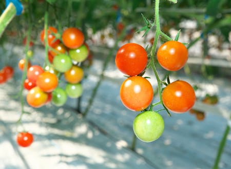 甲良町でミニトマト栽培に取り組まれている方を訪問します