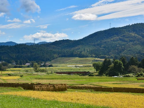 のどかな水田の風景が広がる