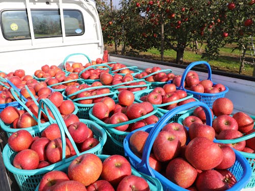 奥州市といえば、江刺リンゴ