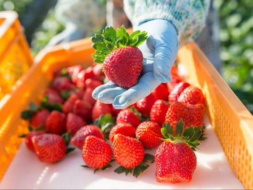 鉾田市のいちご