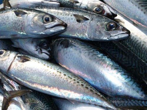 旨い物、うなるほどあるぜよ!(写真:清水サバ)