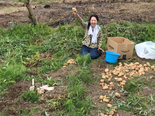 ジャガイモ収穫の様子