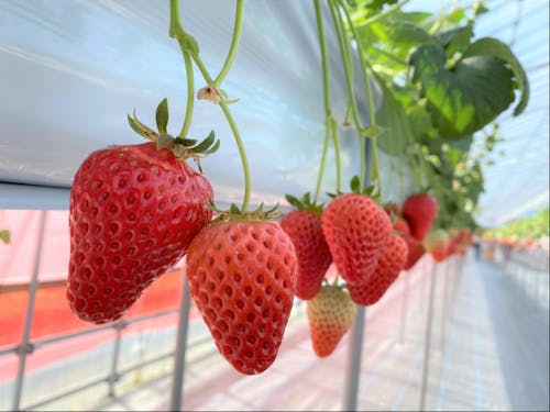 30軒以上のいちご農家さんがいる、滋賀のいちごスポット!