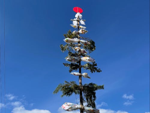 地域の年末年始や正月、小正月文化についてご紹介