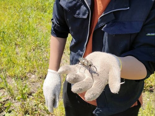 自然いっぱい。クワガタを見つけた