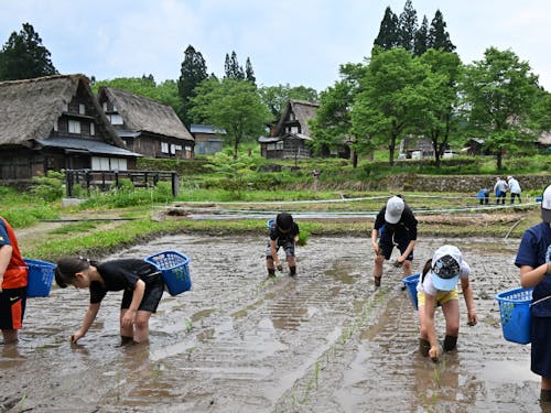 棚田オーナーによる田植え体験の時の風景