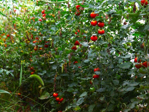 有機に近い方法で育てられたトマトは、その差が味に表れやすい。