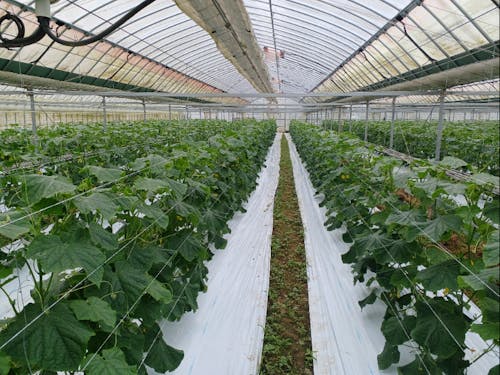 施設での、きゅうり