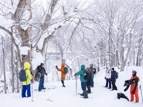 森は冬が一番面白い