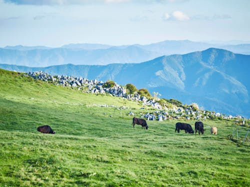 同じ高知県内でも、標高が違えば、雪が積もるエリアもあります!