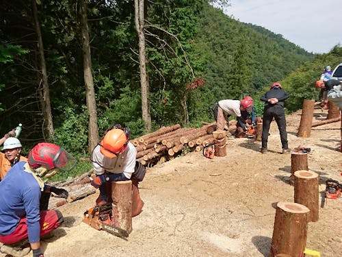 チェンソー研修の様子