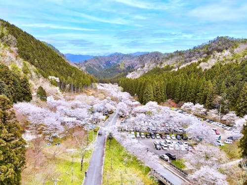 関市の寺尾ヶ原千本桜公園