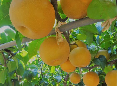 筑西市は梨をはじめとした農産物の生産が盛ん！！