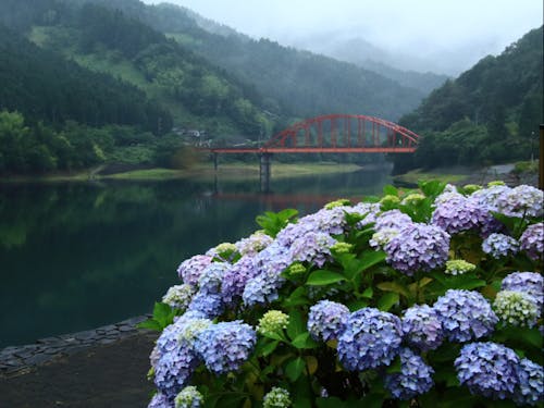 嶺南地区のあじさい