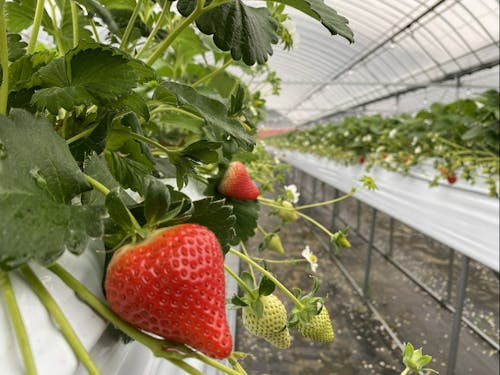 壱岐島のいちご