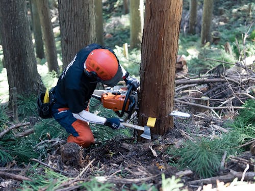 チェーンソーとくさびを使って木を切り倒している様子