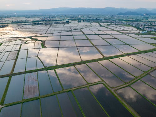 水田水鏡の様子