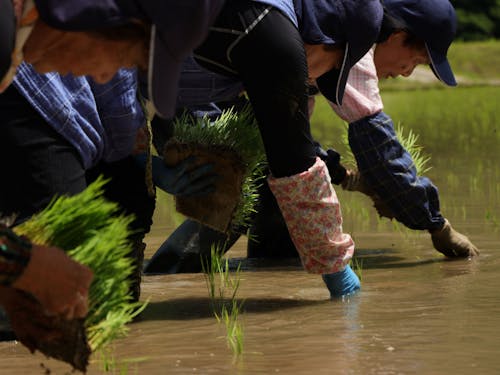 手間暇を惜しまぬ小さな農業
