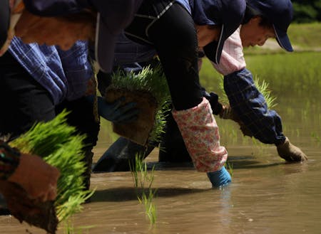 手間暇を惜しまぬ小さな農業