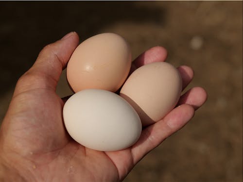 収穫する卵はニワトリが食べたものに影響を受ける