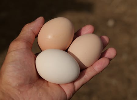 収穫する卵はニワトリが食べたものに影響を受ける