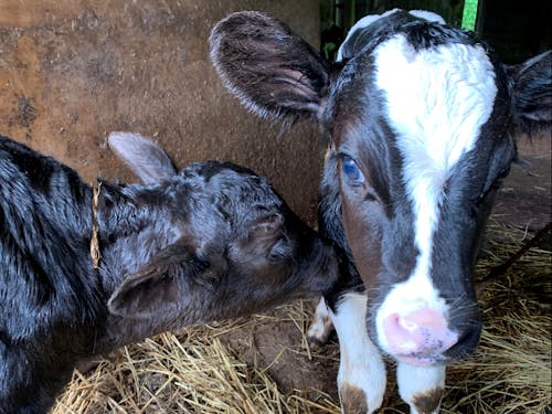 仲良し子牛さん♪