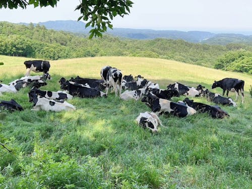 長嶺牧野で放牧中の牛さんたち。木陰で休憩中♪
