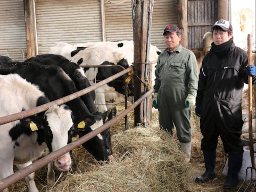 地域の酪農家さんと飼育している牛