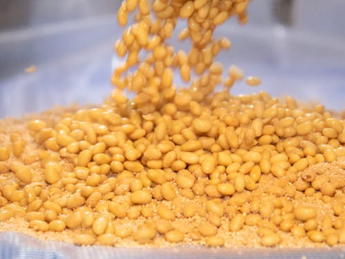 茹でた大豆と玄米と醤油の種麹を合わせる初日