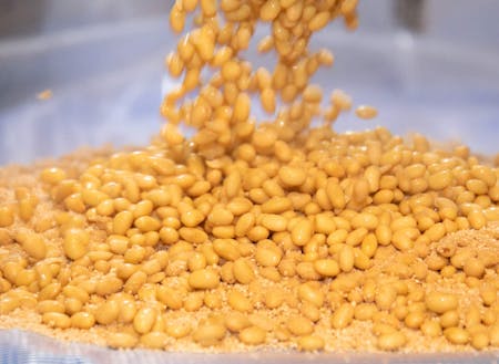 茹でた大豆と玄米と醤油の種麹を合わせる初日