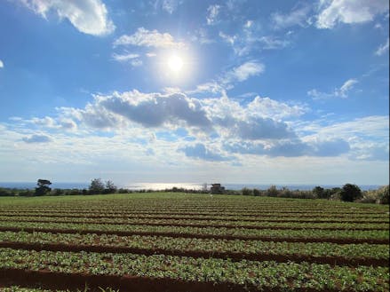 最高の景色の畑。