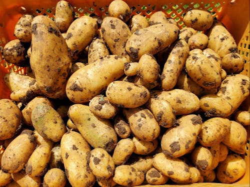 島で採れたジャガイモ。