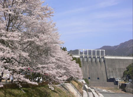 お店近くの早明浦ダムでは、毎年桜が満開に🌸