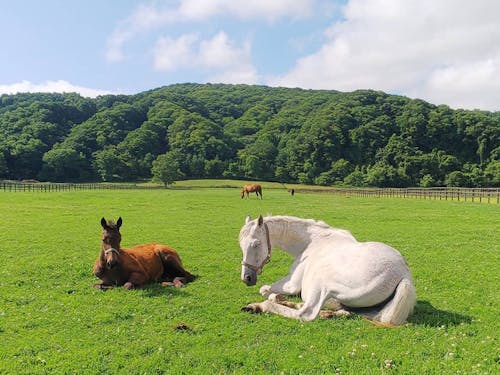 新ひだか町は馬好きが集まる馬産地です。