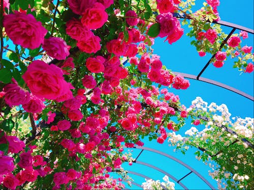 「バラのまち」としても有名