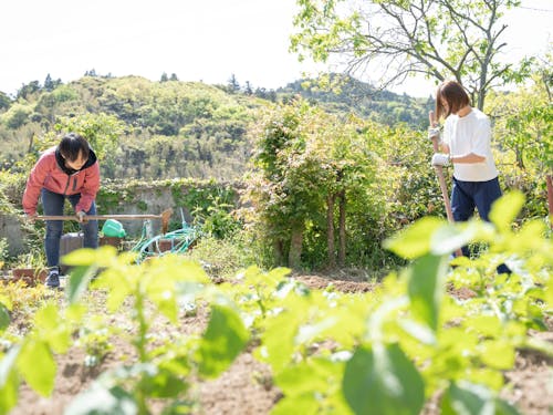 畑を管理し作物の生産を行います