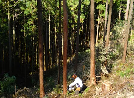 惣川地区でスギの木を伐る協力隊員