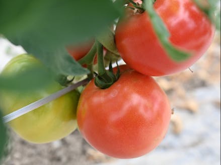 夏は30℃以上、冬は－30℃以下になることもあり、寒暖差が大きいのが特徴。そのおかげでトマトは甘くなり、良質なトマトジュースを作ることができる。