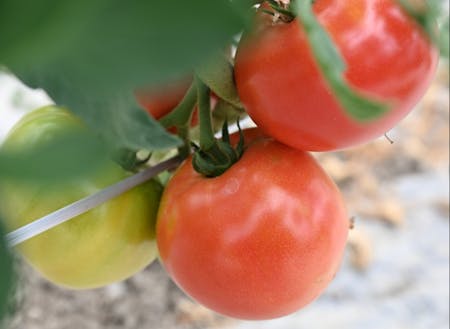 夏は30℃以上、冬は－30℃以下になることもあり、寒暖差が大きいのが特徴。そのおかげでトマトは甘くなり、良質なトマトジュースを作ることができる。