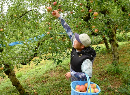 高岡地区でりんごの果樹栽培している熊坂さん