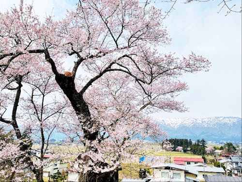 桜と西山の残雪