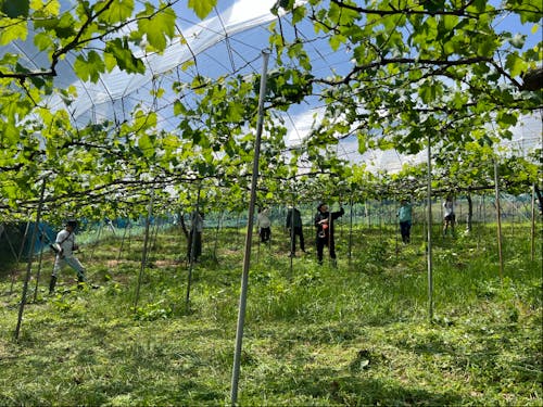 地域の農家さんが手放したぶどう畑をENgaWAチームで継承