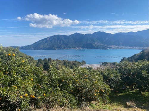 甘夏収穫現場からの景色